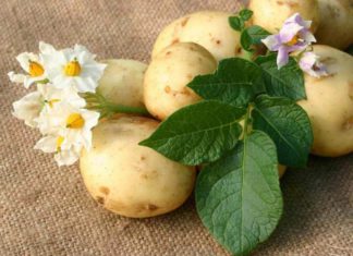 potato juice