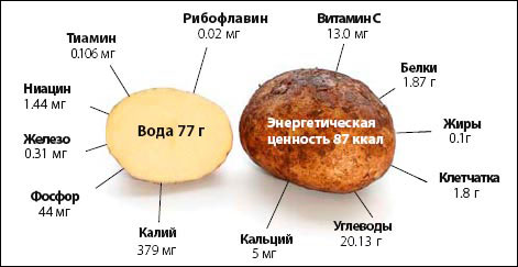 Картофель польза и вред калорийность способы приготовления